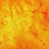 Airlicium