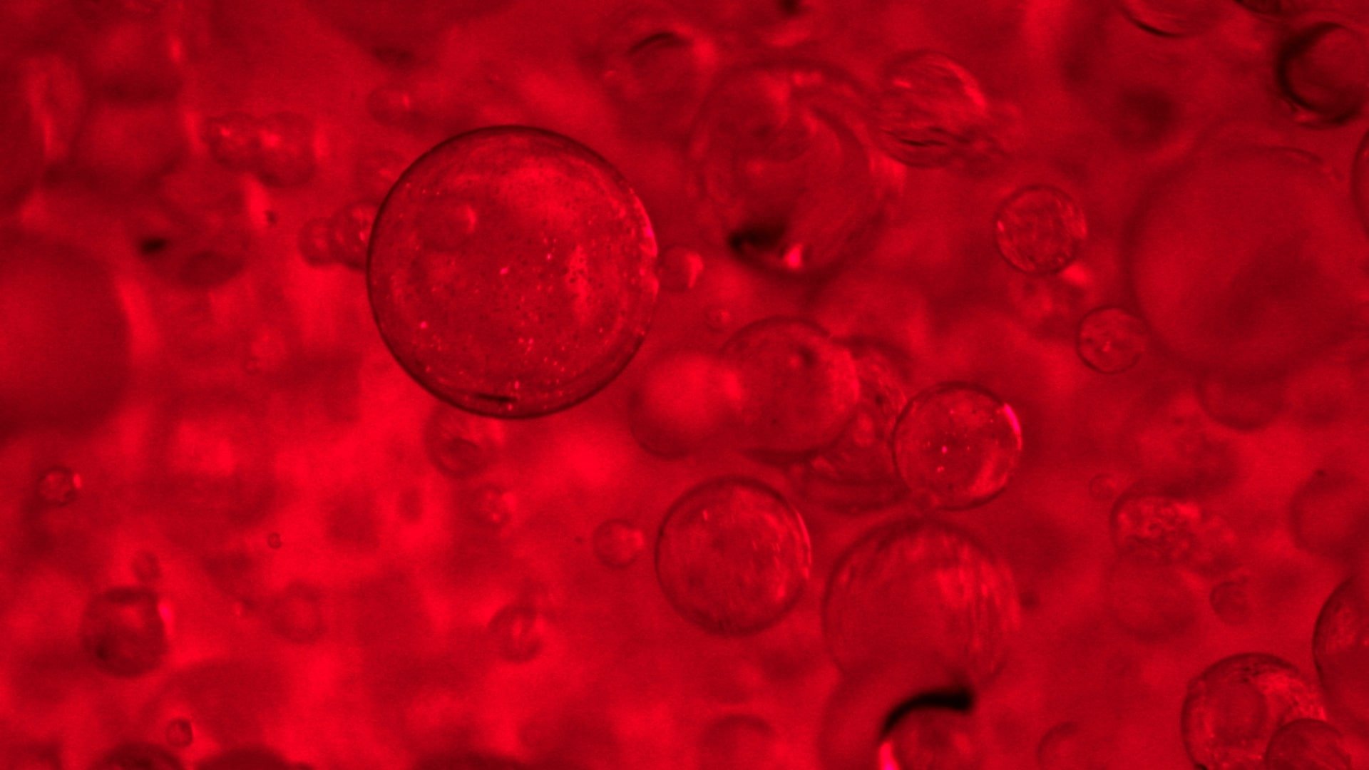 PÉPTIDO DE COLÁGENO